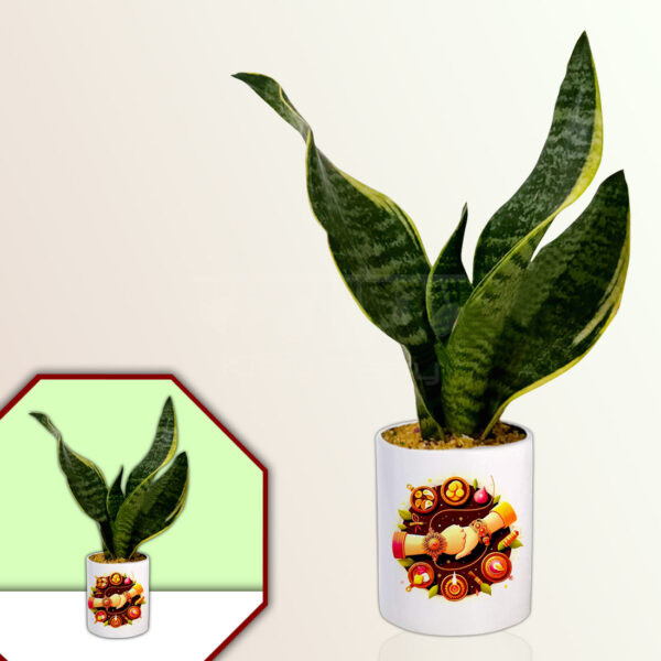 Rakhi Theme Planter
