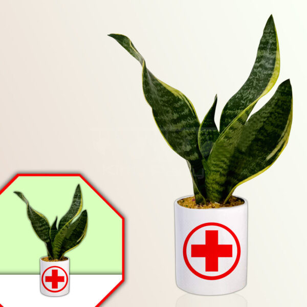 Doctor-Theme-Planter