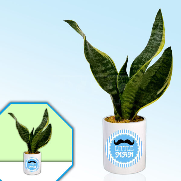 Little-Mans-Theme-Planter